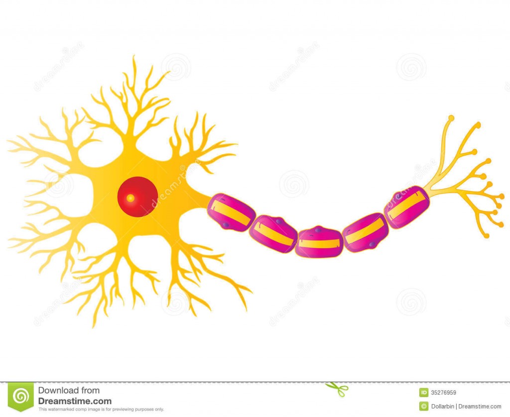 http://www.dreamstime.com/royalty-free-stock-images-neuron-cell-illustration-isolated-nerve-image35276959